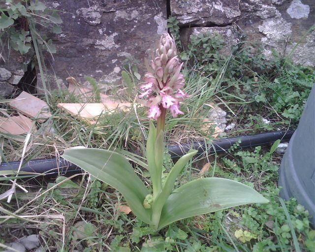 Barlia robertiana anche in liguria!